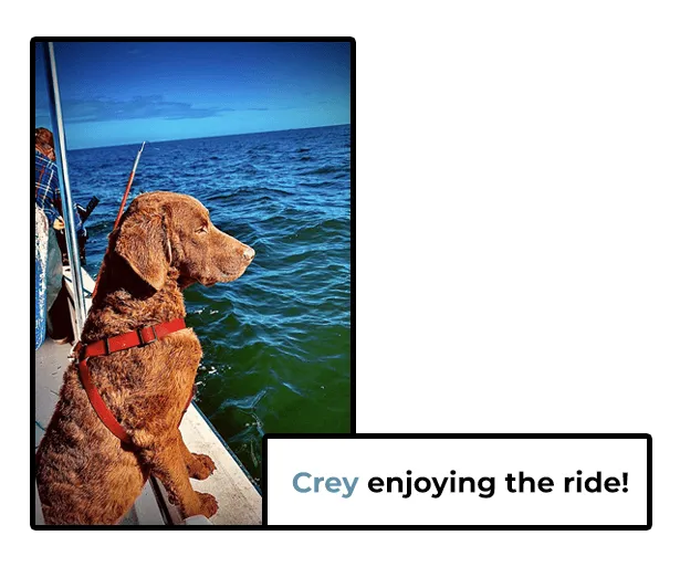 Brown dog on boat